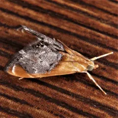 Sooty-winged Chalcoela Moth thumbnail 1