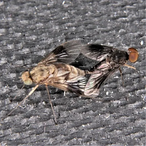 Quadrate Snipe Fly