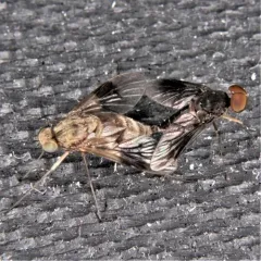 Quadrate Snipe Fly thumbnail 1