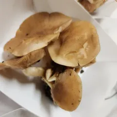 Fried Chicken Mushroom thumbnail 4