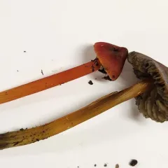 Western Witch's Hat thumbnail 3