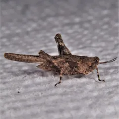 Obscure Grouse Locust thumbnail 1