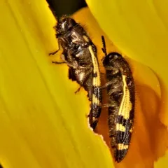 Flat-headed Baldcypress Sapwood Beetle thumbnail 2