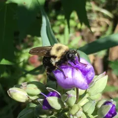 Eastern Yellow-backed Laphria thumbnail 1