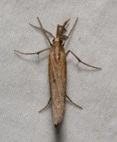 Woolly Grass-veneer Moth thumbnail 4