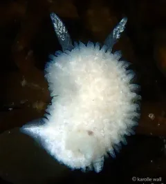 Ridge-tailed Dorid thumbnail 4