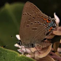 Edwards' Hairstreak thumbnail 2