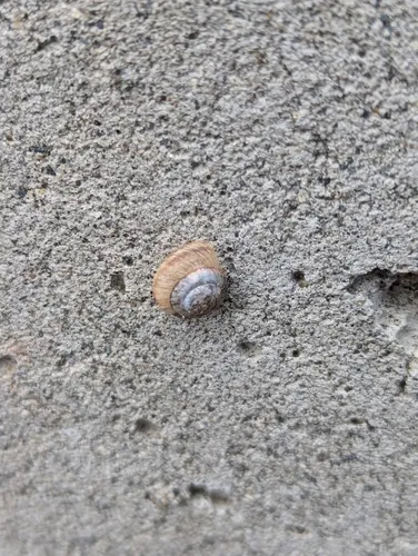 Wrinkled Snail