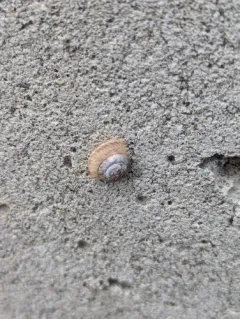 Wrinkled Snail thumbnail 1