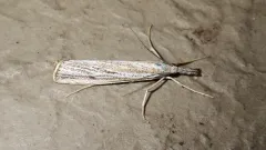 Agriphila attenuatus thumbnail 2