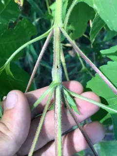 Neolasioptera ambrosiae thumbnail 3