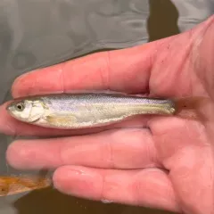 Lake Chub thumbnail 4