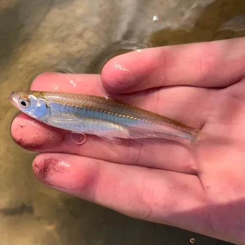 Emerald Shiner