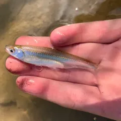 Emerald Shiner thumbnail 1