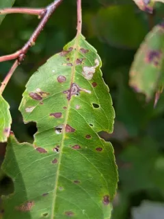 Apple Skeletonizer Moth thumbnail 4