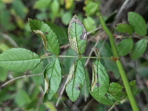 Coptotriche admirabilis