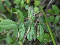 Coptotriche admirabilis thumbnail 1