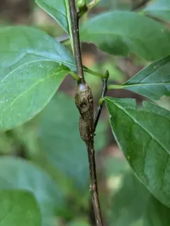 Neolasioptera linderae thumbnail 2