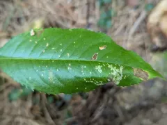 Unspotted Tentiform Leafminer Moth thumbnail 4