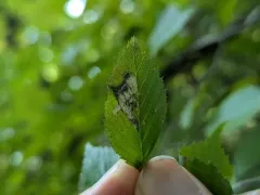 Ectoedemia quadrinotata thumbnail 4