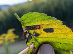 Ectoedemia ulmella thumbnail 3