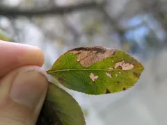 Dusty Apple Pigmy thumbnail 3