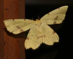 Crocus Geometer thumbnail 2