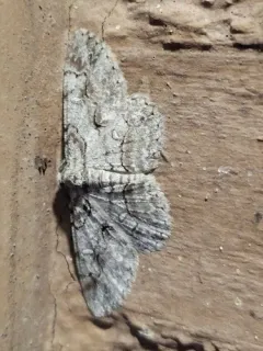 Brown-shaded Gray thumbnail 4