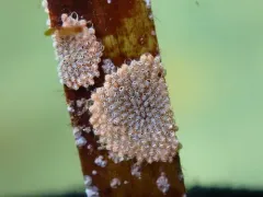 Ribbed Bryozoan thumbnail 2
