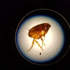 Cat Flea thumbnail 2