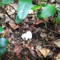 Sweetbread Mushroom thumbnail 4