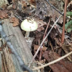 Coker's Lavender Staining Amanita thumbnail 4