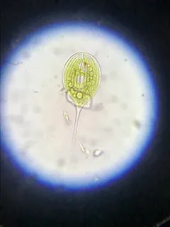 Phacus longicauda thumbnail 4