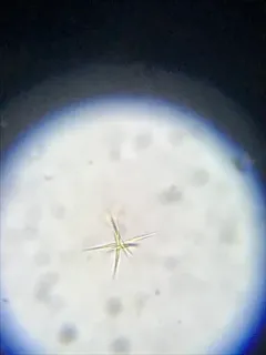 Ankistrodesmus fusiformis thumbnail 3