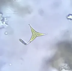 Pseudogoniochloris tripus thumbnail 1