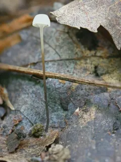 Mycena albiceps thumbnail 1
