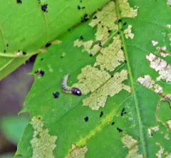 Oak Leaftier Moth thumbnail 1