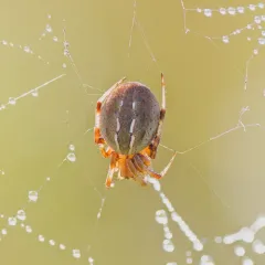 Marsh Orbweaver thumbnail 4