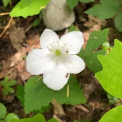 Columbian Windflower thumbnail 4