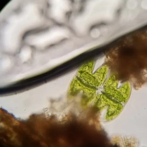Micrasterias laticeps