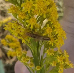 Saltmarsh Meadow Katydid thumbnail 1