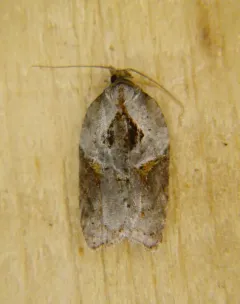 Acleris arcticana thumbnail 3