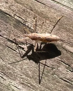 Lasiomerus annulatus thumbnail 4
