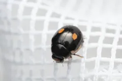 Lateral Sigil Lady Beetle thumbnail 3