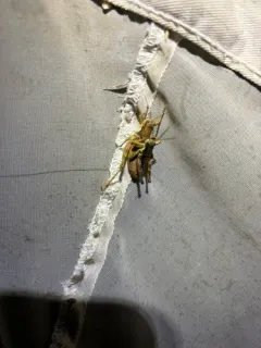 Marys Peak Wingless Grasshopper thumbnail 3