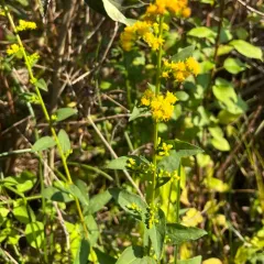Swamp Goldenrod thumbnail 5