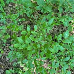 Early Lowbush Blueberry thumbnail 4