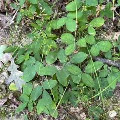 violet bush clover thumbnail 4
