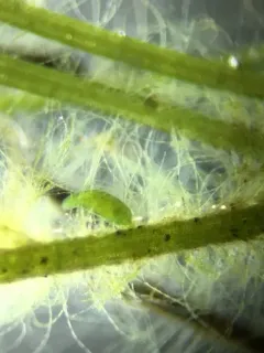 Blind Strudelworm thumbnail 2