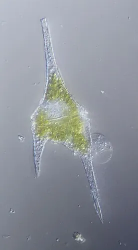 Ceratium furcoides